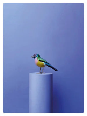 GOULDIAN FINCH