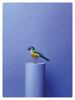 画像をギャラリービューアに読み込む, GOULDIAN FINCH
