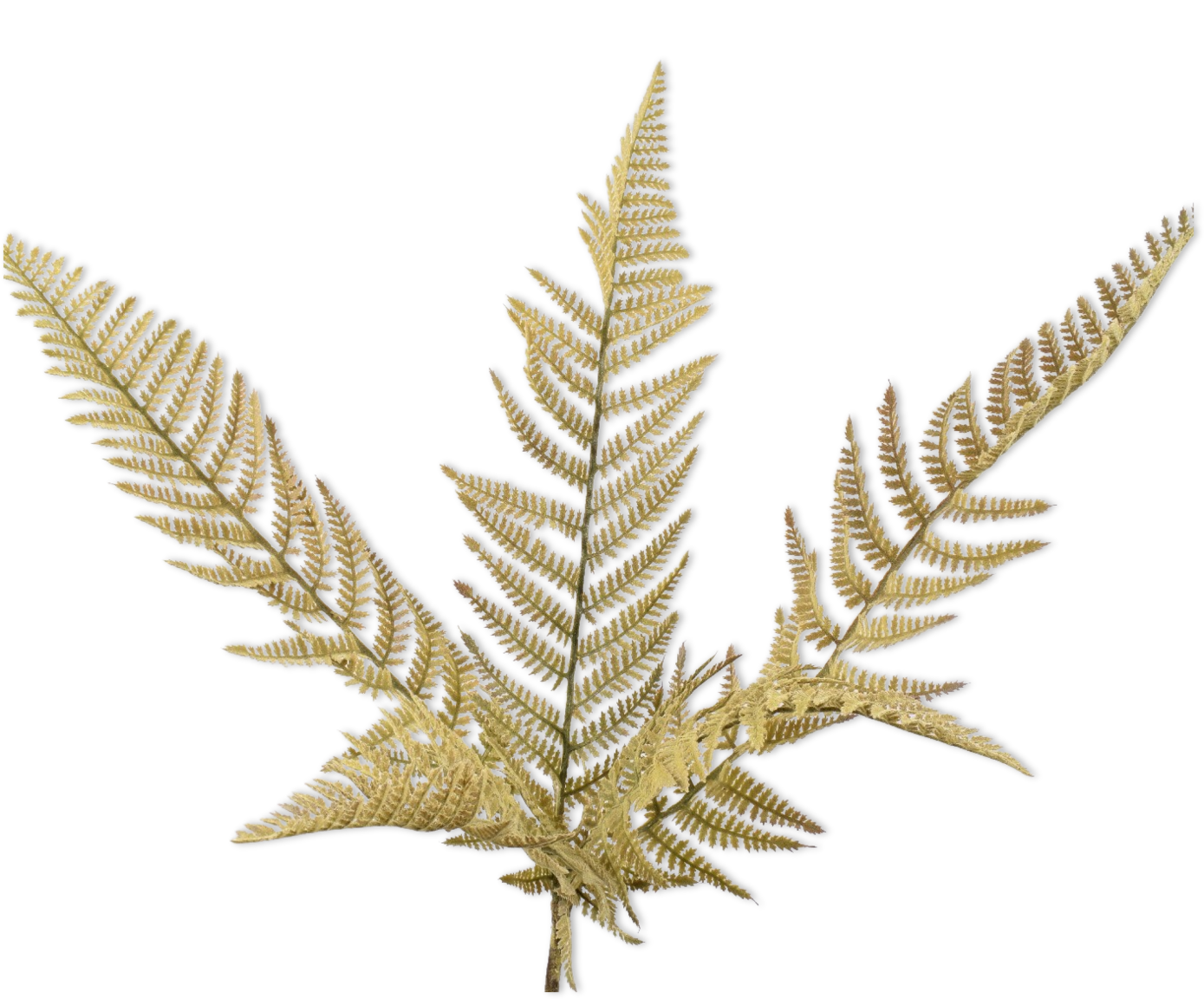 FERN BUSH GREEN 90 cm