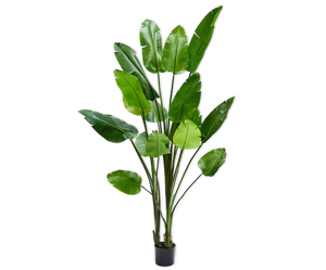 STRELITZIA  GREEN 243 cm