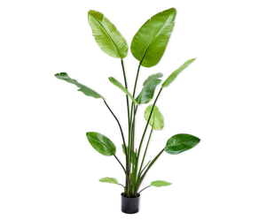 STRELITZIA  GREEN 150 cm