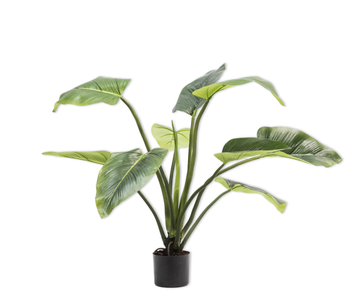 ALOCASIA  GREEN 91 cm