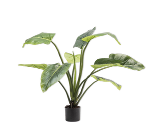 ALOCASIA  GREEN 91 cm