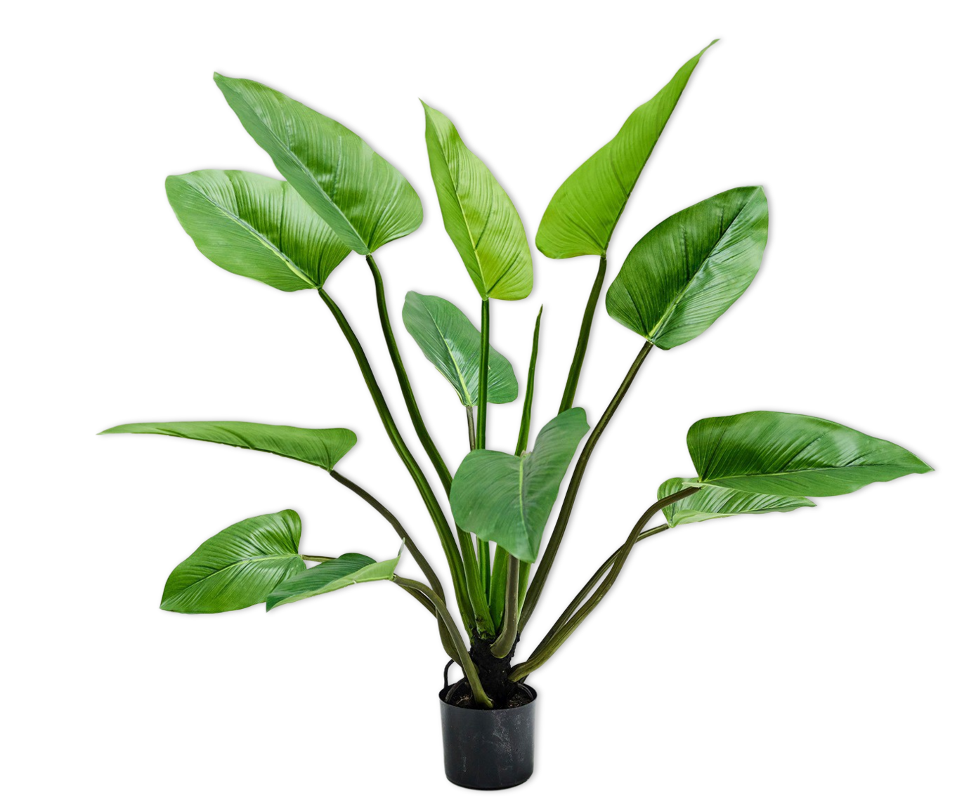 ALOCASIA  GREEN 122 cm