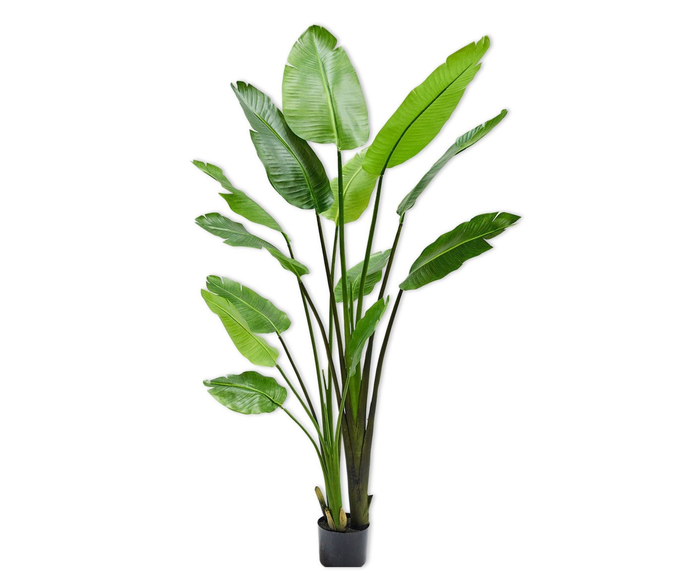 STRELITZIA  GREEN 183 cm