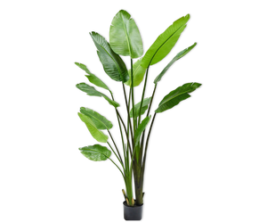 STRELITZIA  GREEN 183 cm