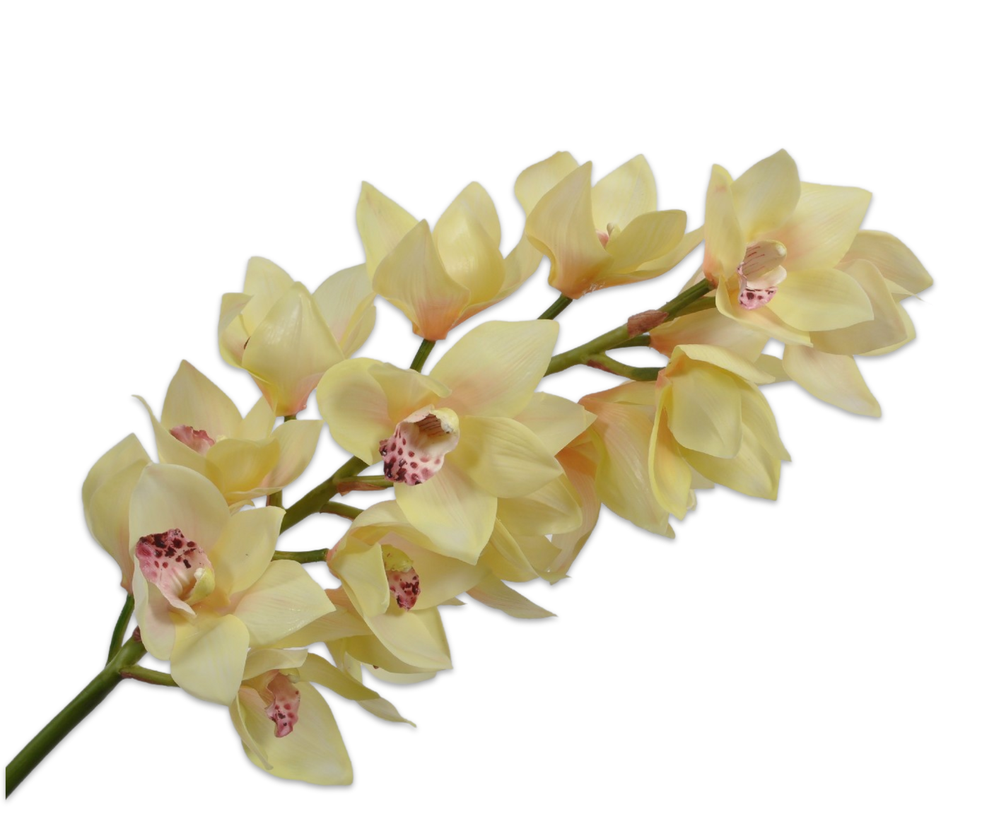 CYMBIDIUM STEM GRN LT 105 cm