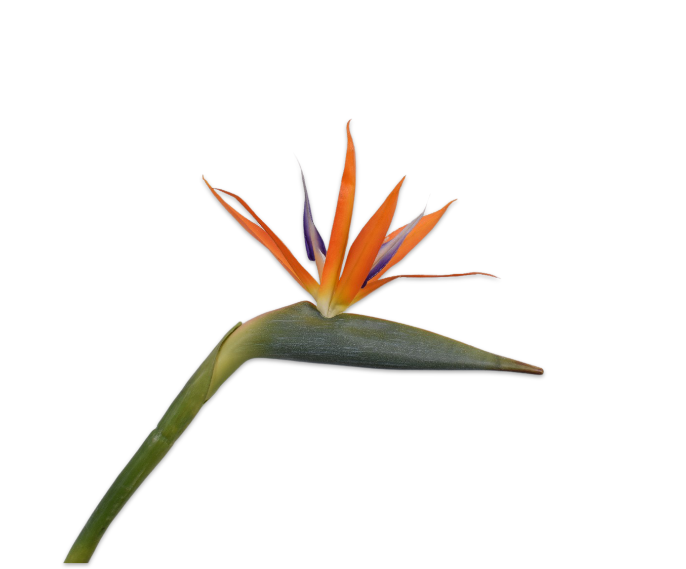 STRELITZIA STEM ORANGE 95 cm