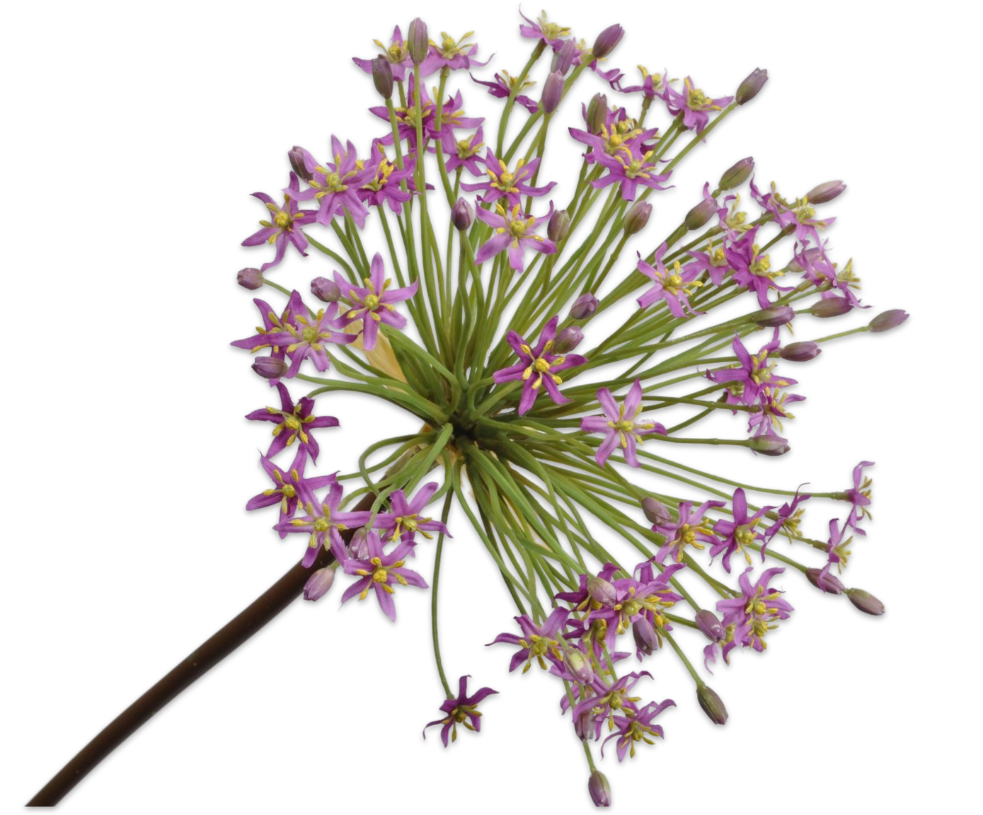 ALLIUM STEM PURPLE 91 cm