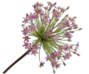 ALLIUM STEM PURPLE 91 cm