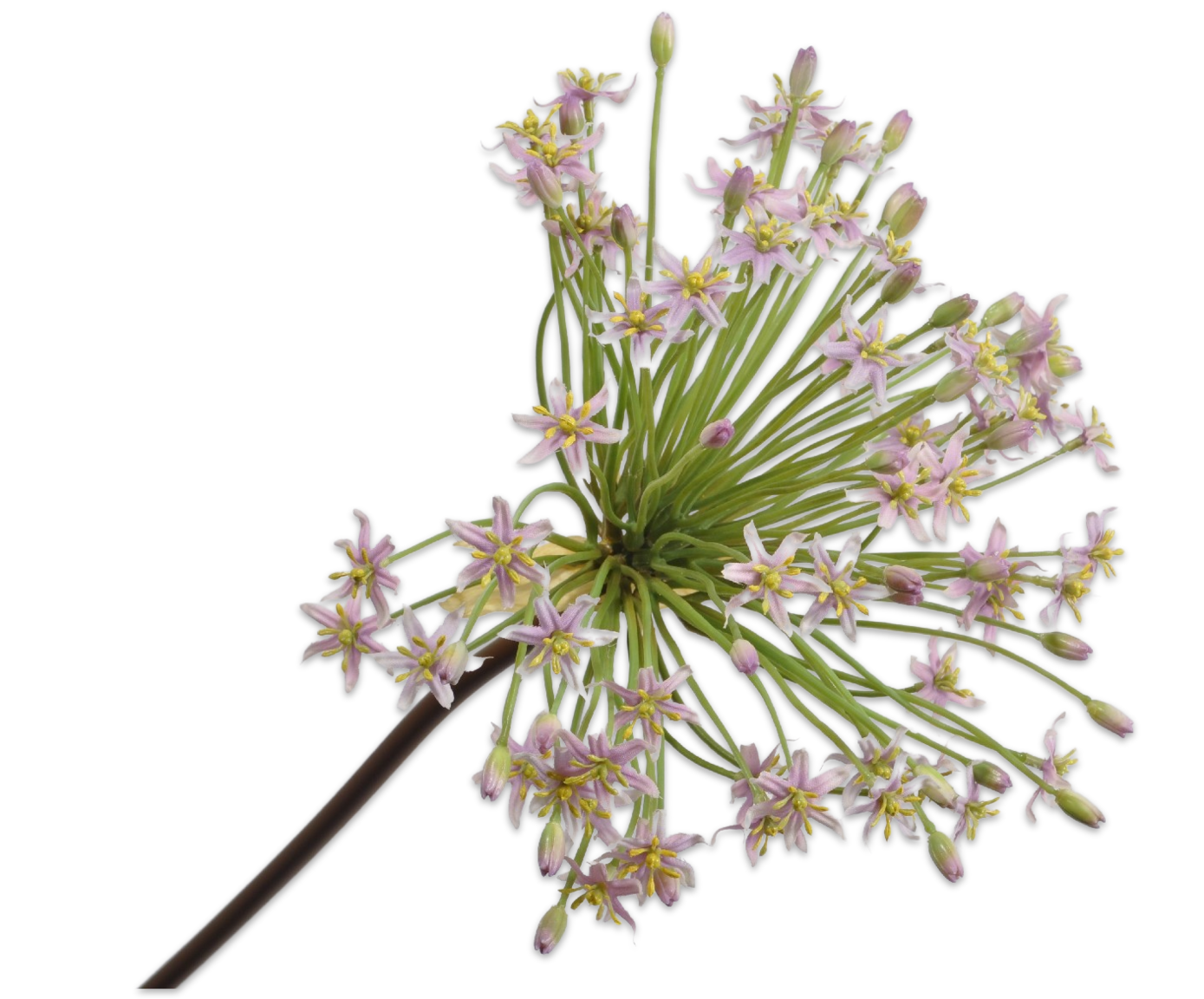 ALLIUM STEM LAVEND 91 cm