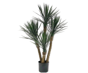 YUCCA  GREEN 155 cm