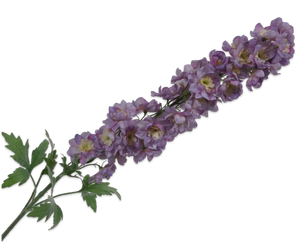 DELPHINIUM SPRAY LAVEND 114 cm