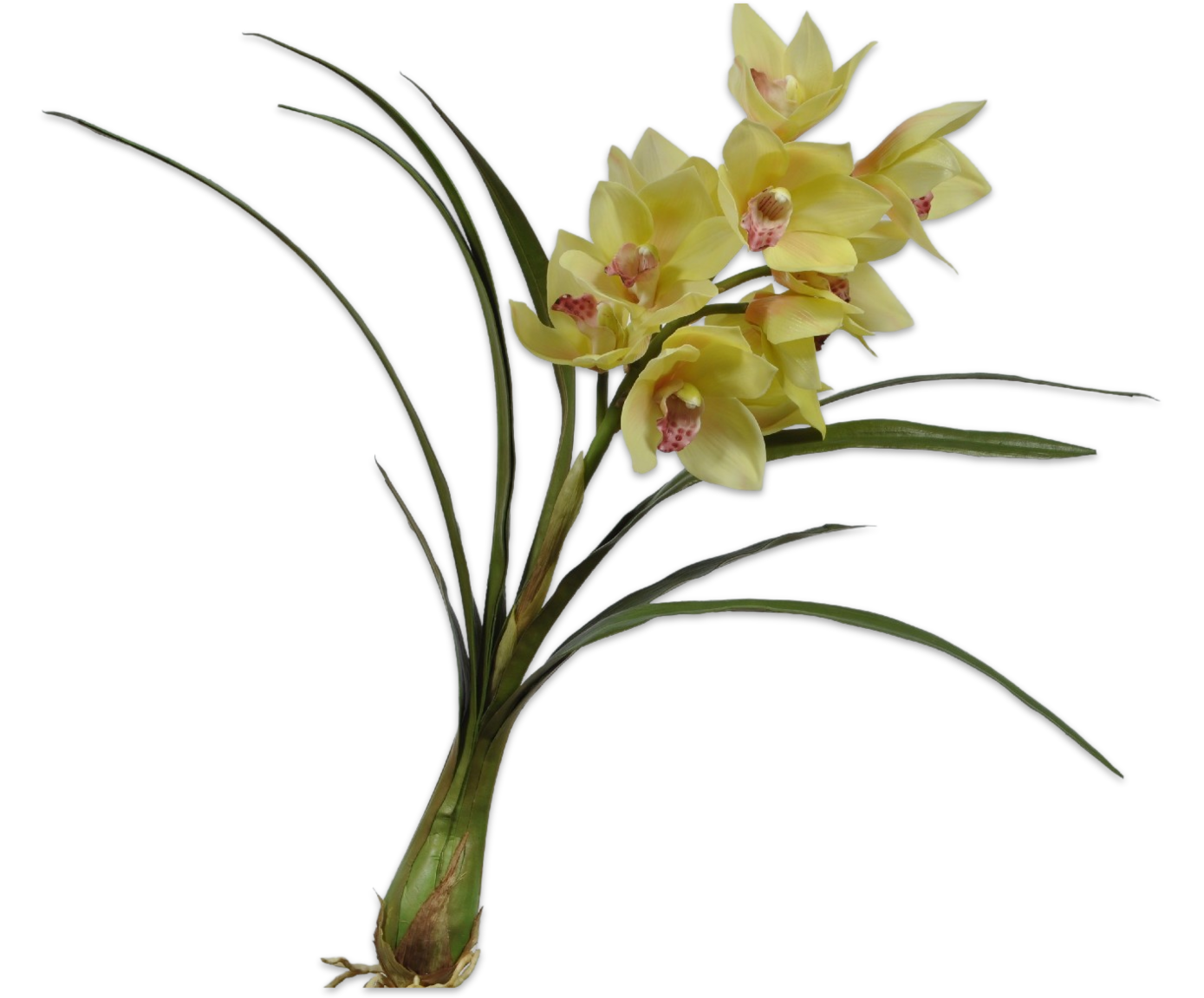 CYMBIDIUM W/LEAF GRN LT 74 cm