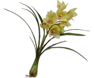 CYMBIDIUM W/LEAF GRN LT 74 cm