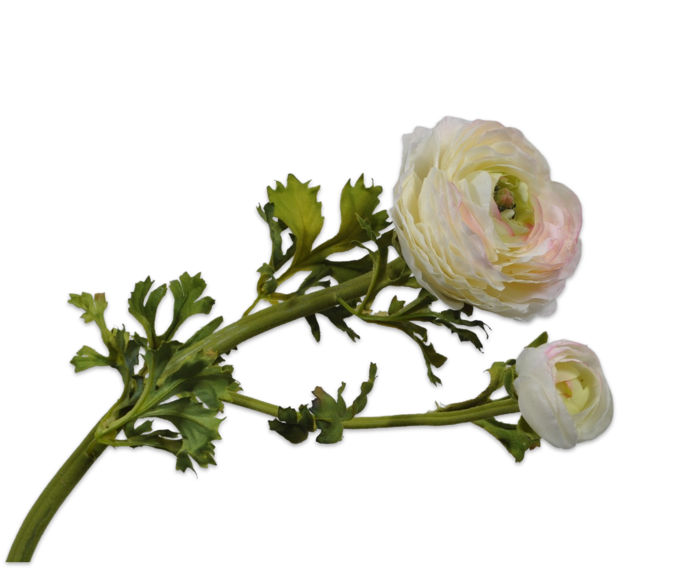 RANUNCULUS SPRAY CREAM 64 cm