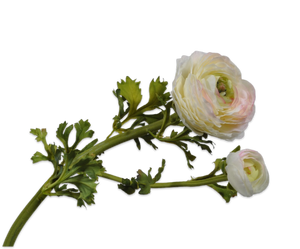 RANUNCULUS SPRAY CREAM 64 cm