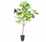 FICUS GREEN 152 cm