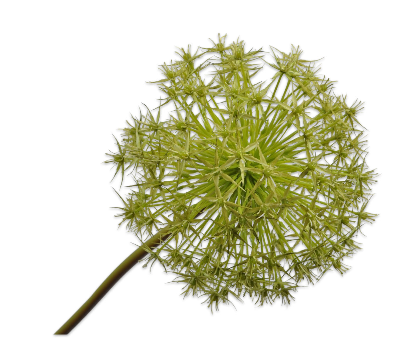 ALLIUM STEM GREEN 104 cm