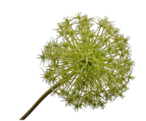 ALLIUM STEM GREEN 104 cm