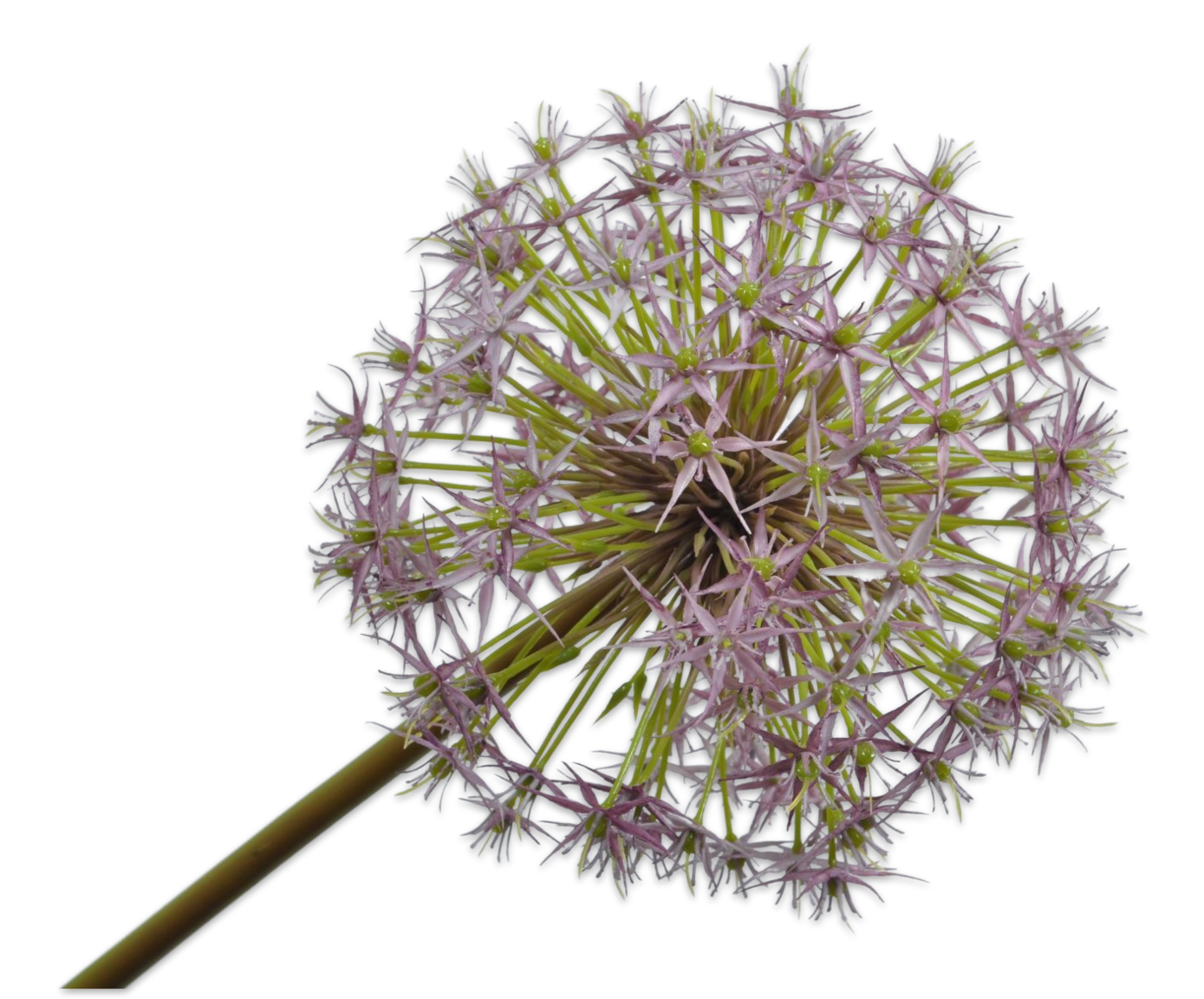 ALLIUM STEM PURPLE 104 cm