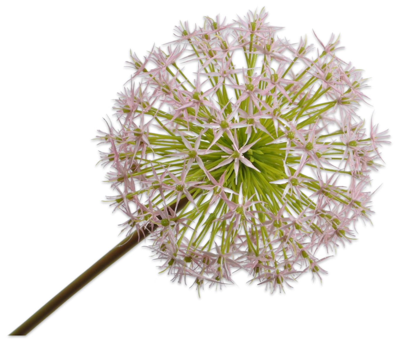 ALLIUM STEM PINK 104 cm