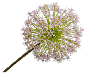 ALLIUM STEM PINK 104 cm