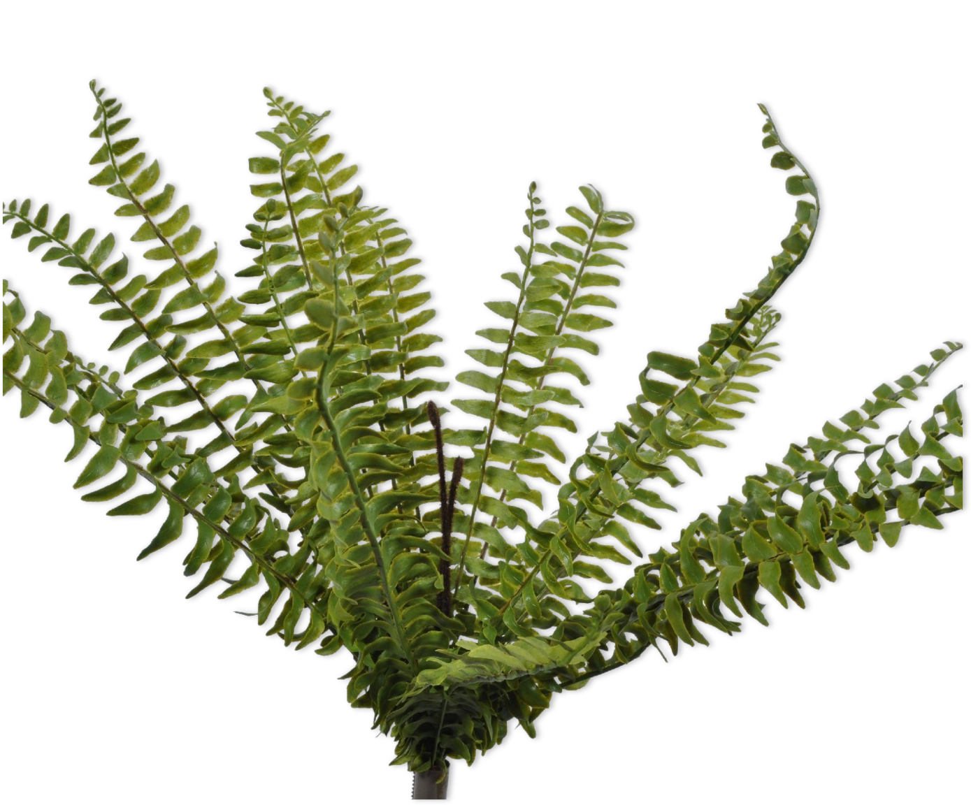 FERN BUSH GREEN 58 cm