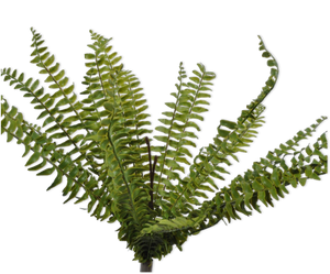 FERN BUSH GREEN 58 cm