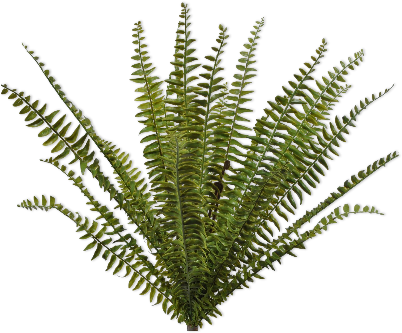 FERN BUSH GREEN 76 cm