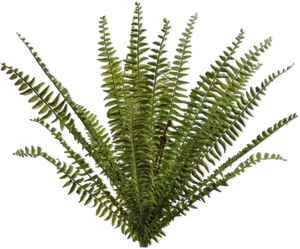 FERN BUSH GREEN 76 cm