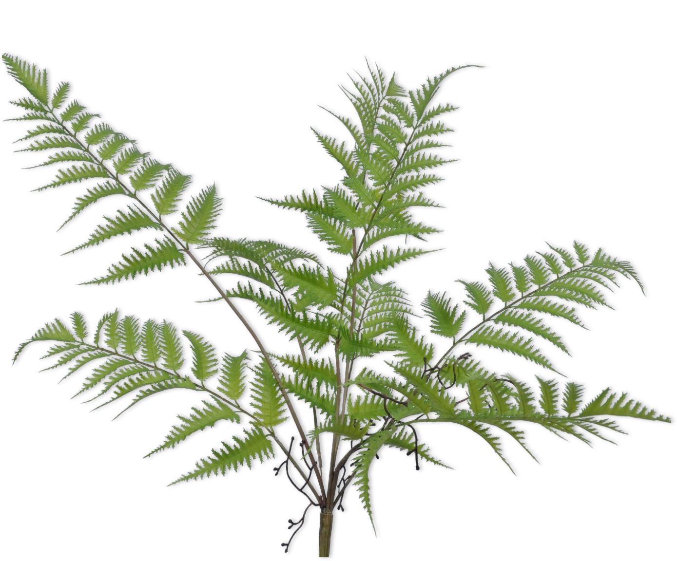 FERN BUSH GREEN 64 cm