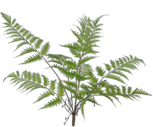 FERN BUSH GREEN 64 cm