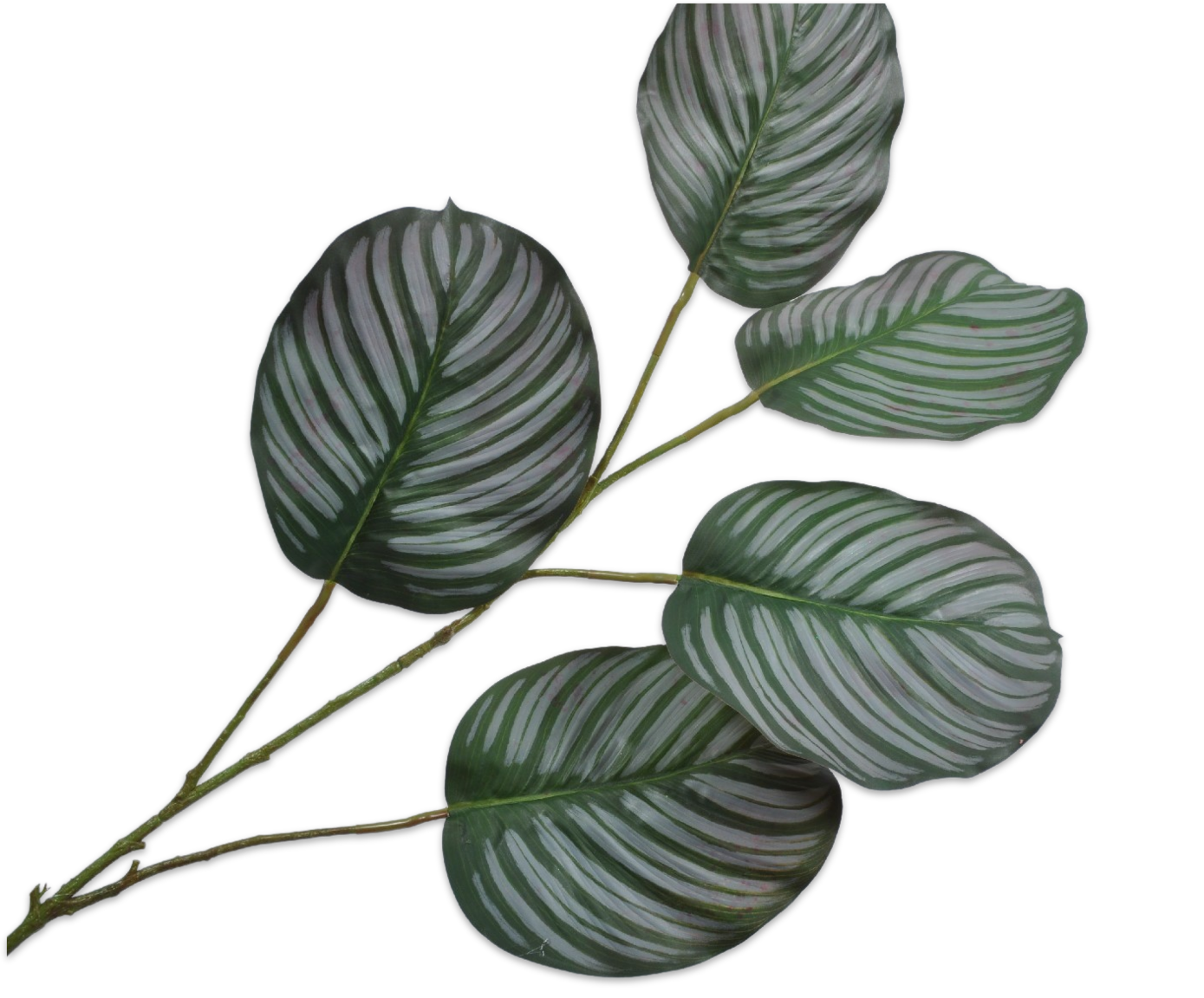 CALATHEA LEAF GREEN 133 cm