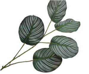 CALATHEA LEAF GREEN 133 cm