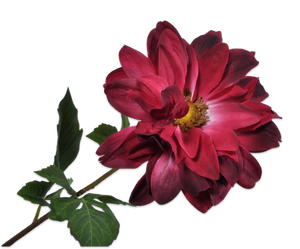 DAHLIA STEM BEAUTY 76 cm