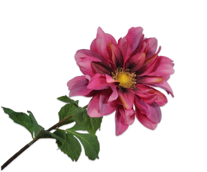 DAHLIA STEM FUCHSIA 76 cm