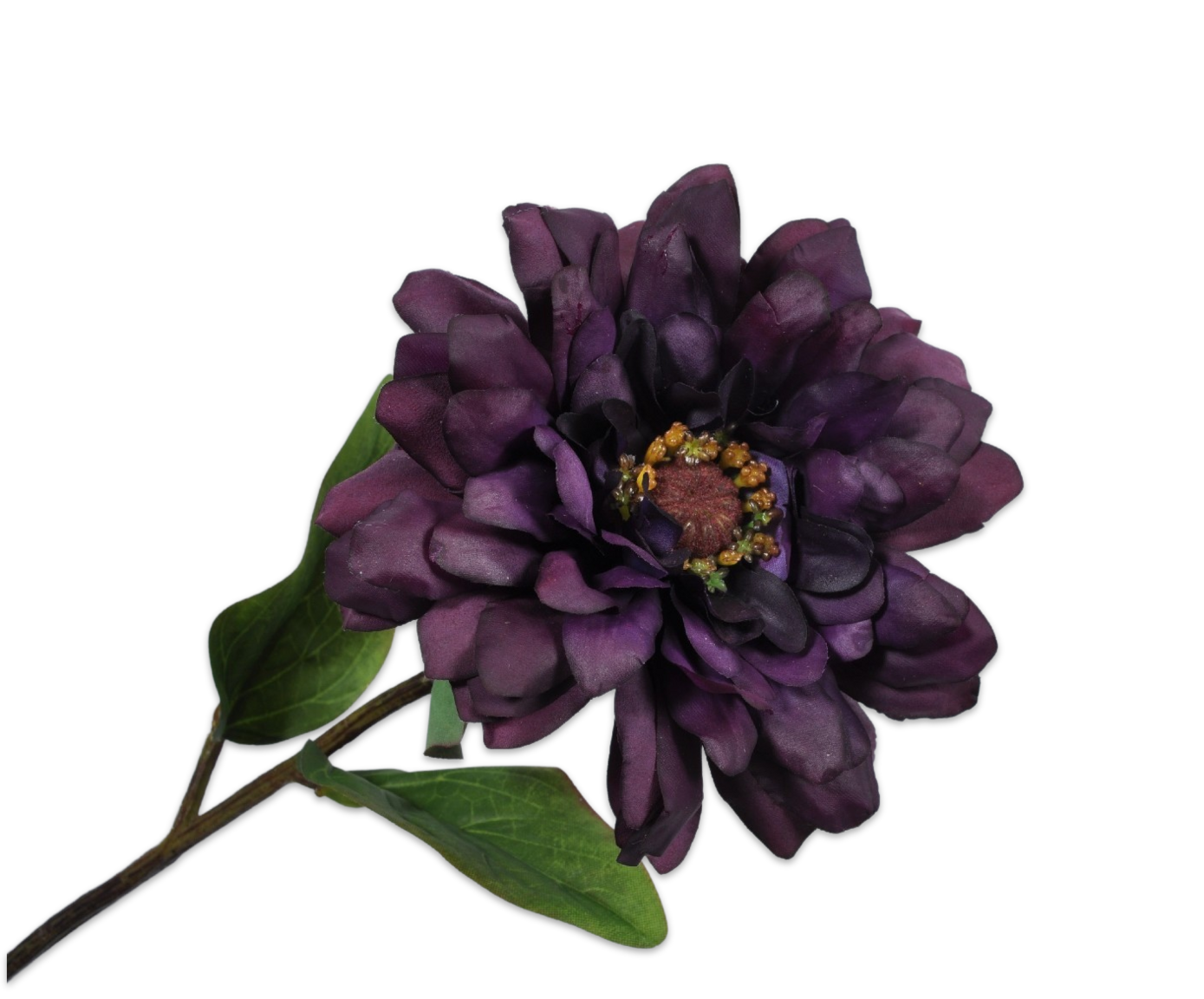 ZINNIA STEM PRP DK 50 cm