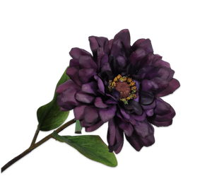 ZINNIA STEM PRP DK 50 cm