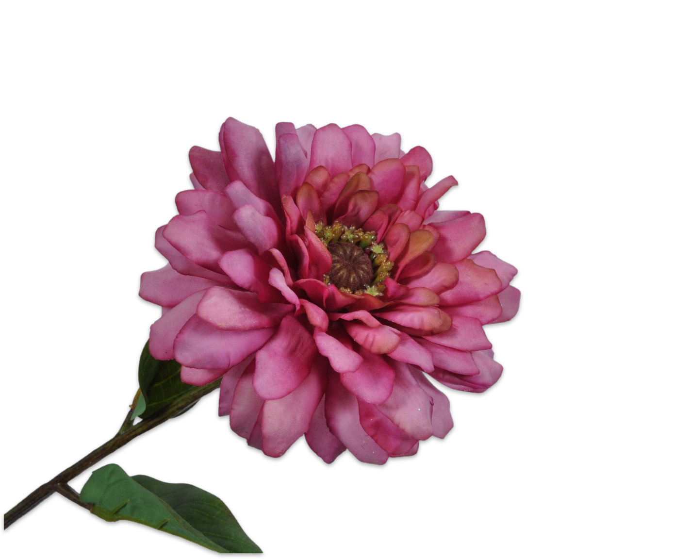 ZINNIA STEM MAUVE 50 cm