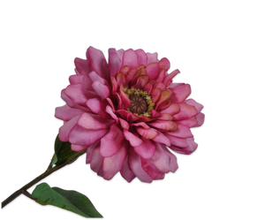 ZINNIA STEM MAUVE 50 cm