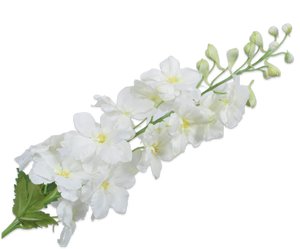 DELPHINIUM STEM WHITE 94 cm