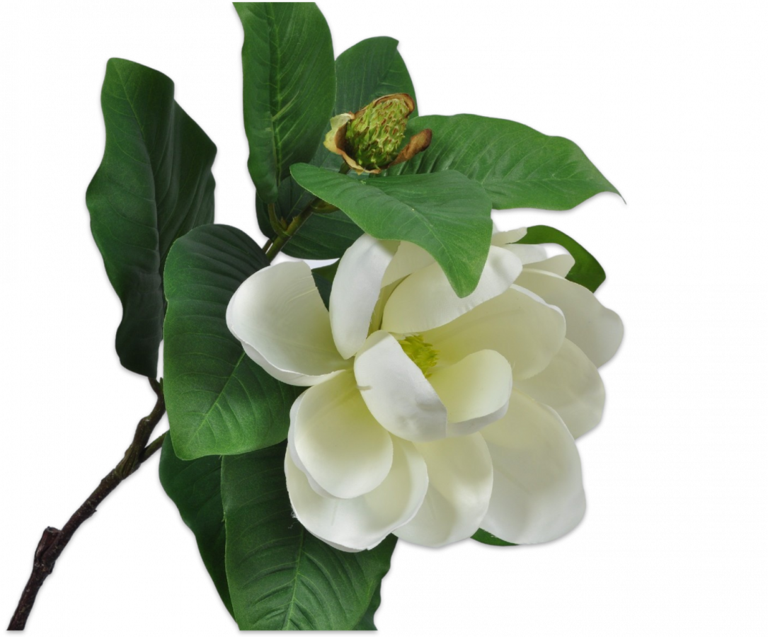 MAGNOLIA SPRAY CREAM 66 cm