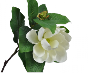 MAGNOLIA SPRAY CREAM 66 cm