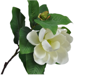 MAGNOLIA SPRAY CREAM 66 cm