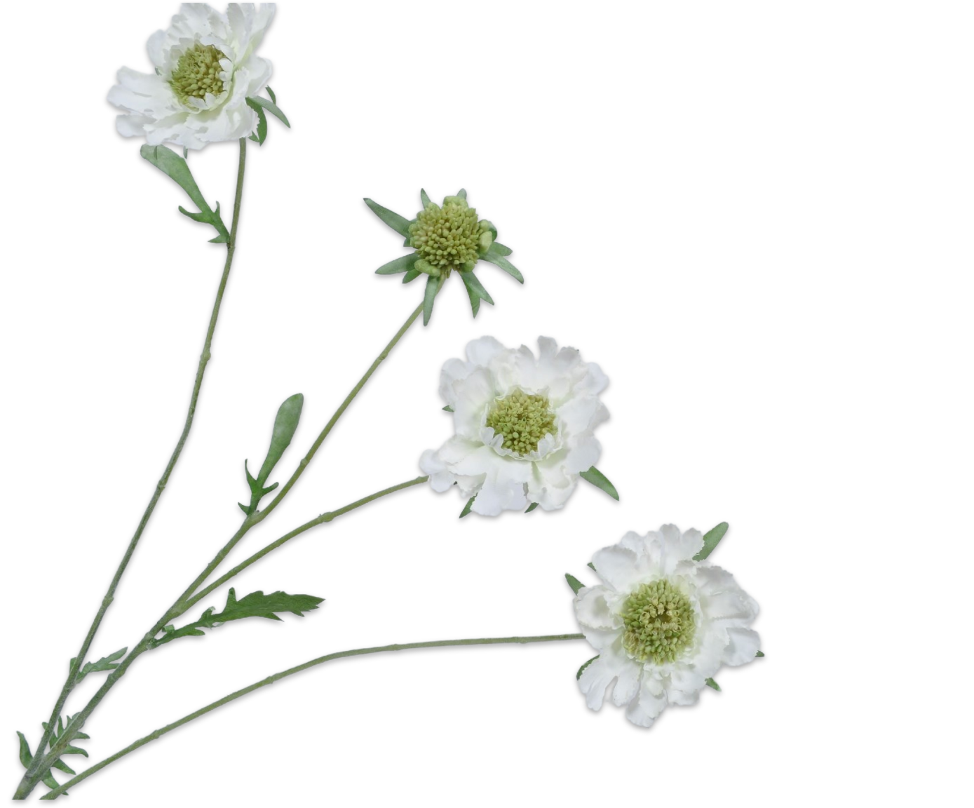 SCABIOSA SPRAY