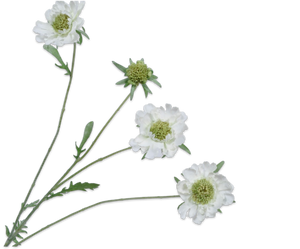 SCABIOSA SPRAY