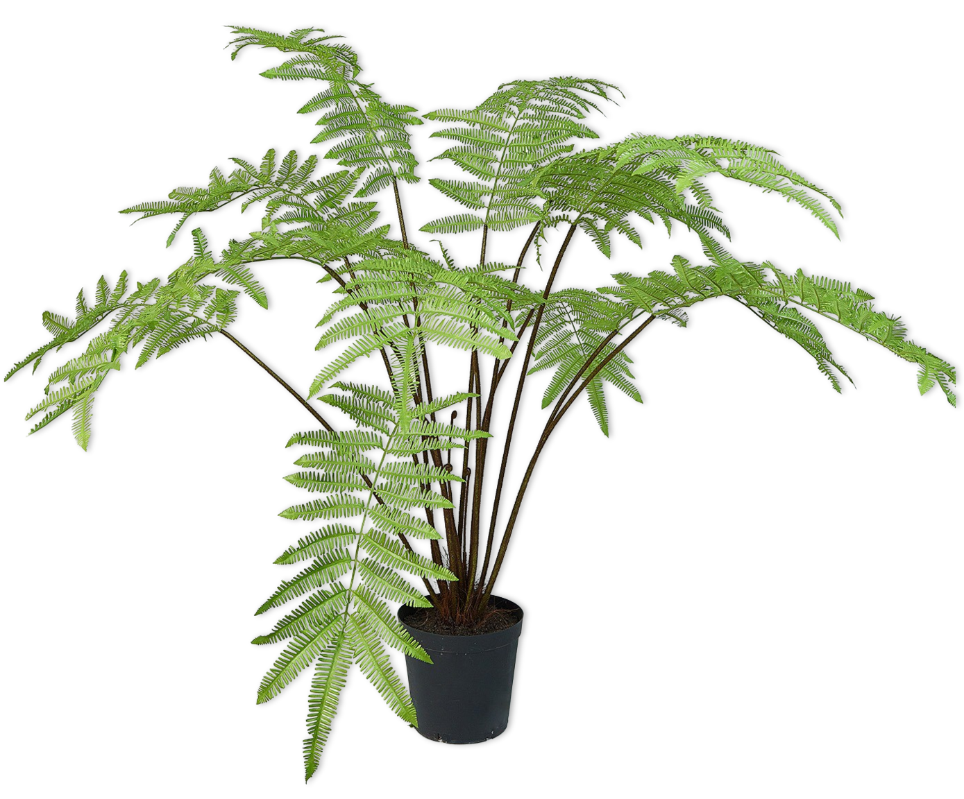 FERN  GRN LT 185 cm