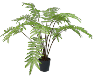 FERN  GRN LT 185 cm