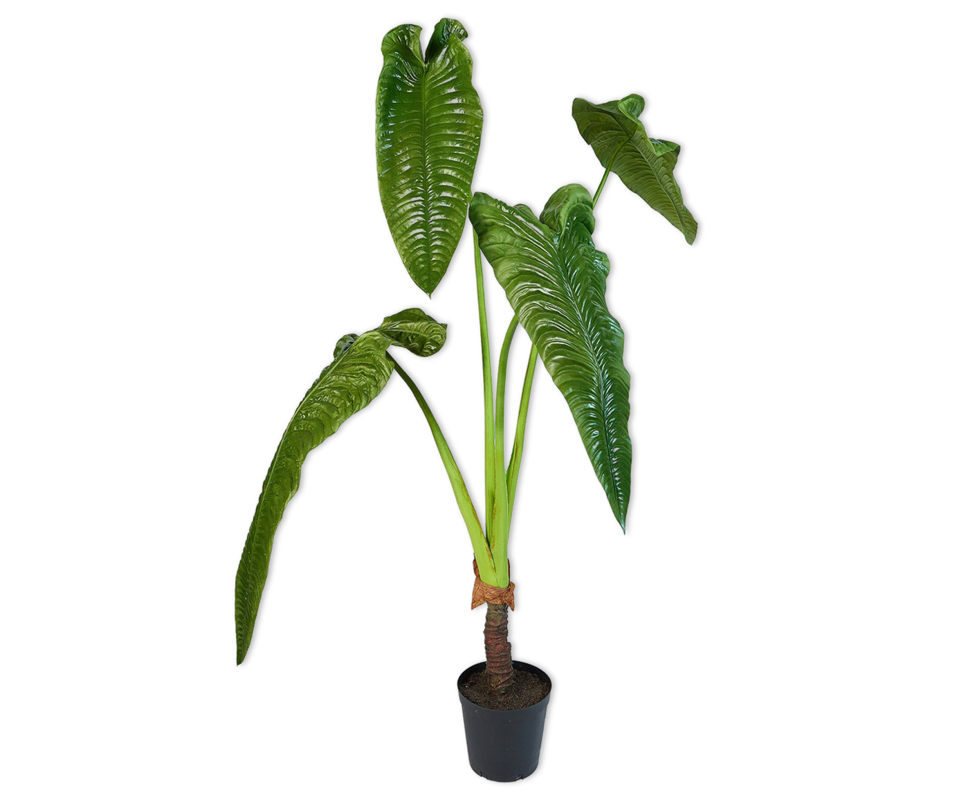 ALOCASIA  GREEN 178 cm